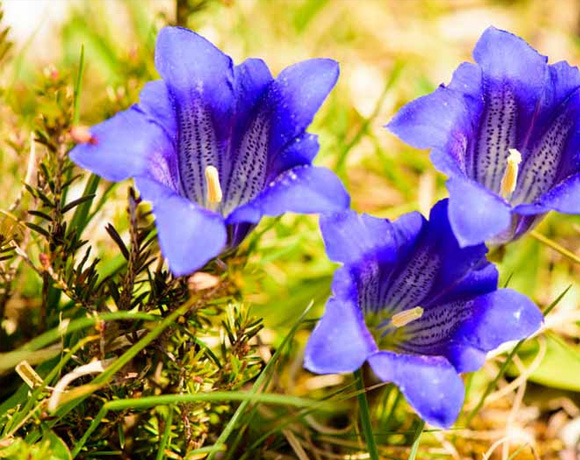 Gentiana plants.jpg