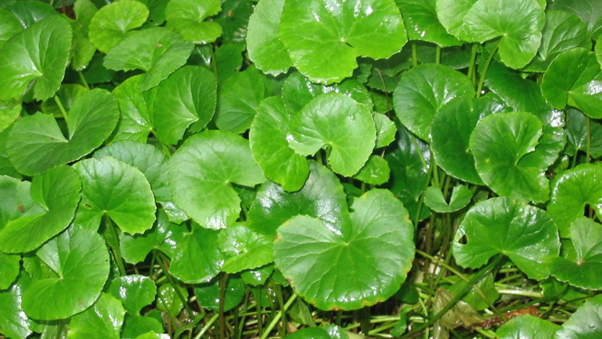 centella asiatica.jpg