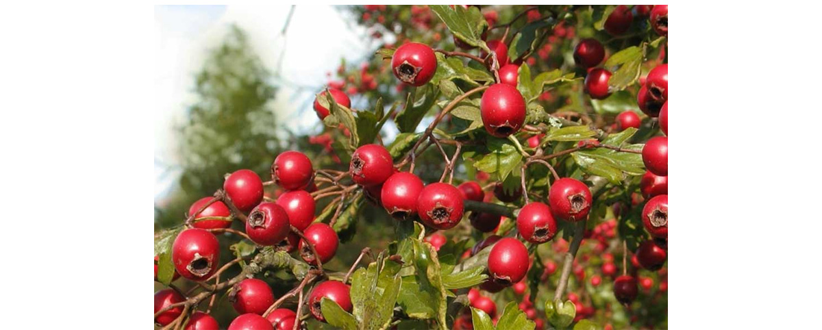 hawthorn