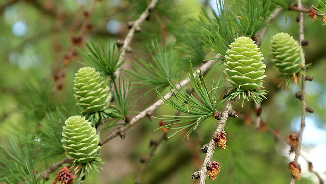 iberian larch.jpg