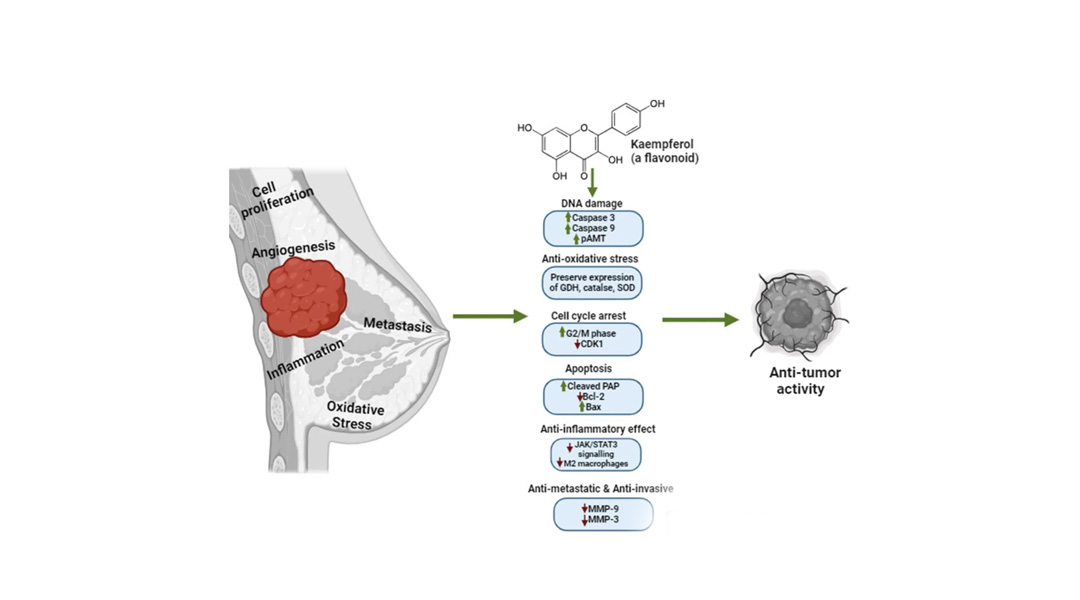 Kaempferol can inhibit tumor cell proliferation
