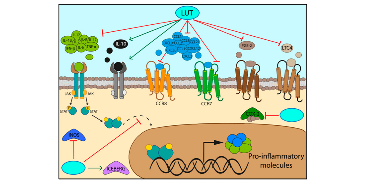 Luteolin exhibits significant anti-inflammatory properties