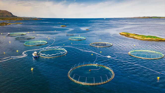 Why Fish Farmers Choose Macleaya Cordata as a Natural Antibiotic