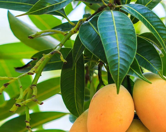 What foods are high in mangiferin?