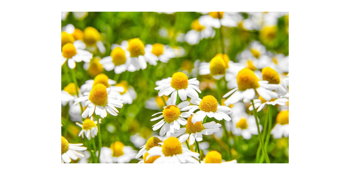 Natural Apigenin extract source - Chamomile