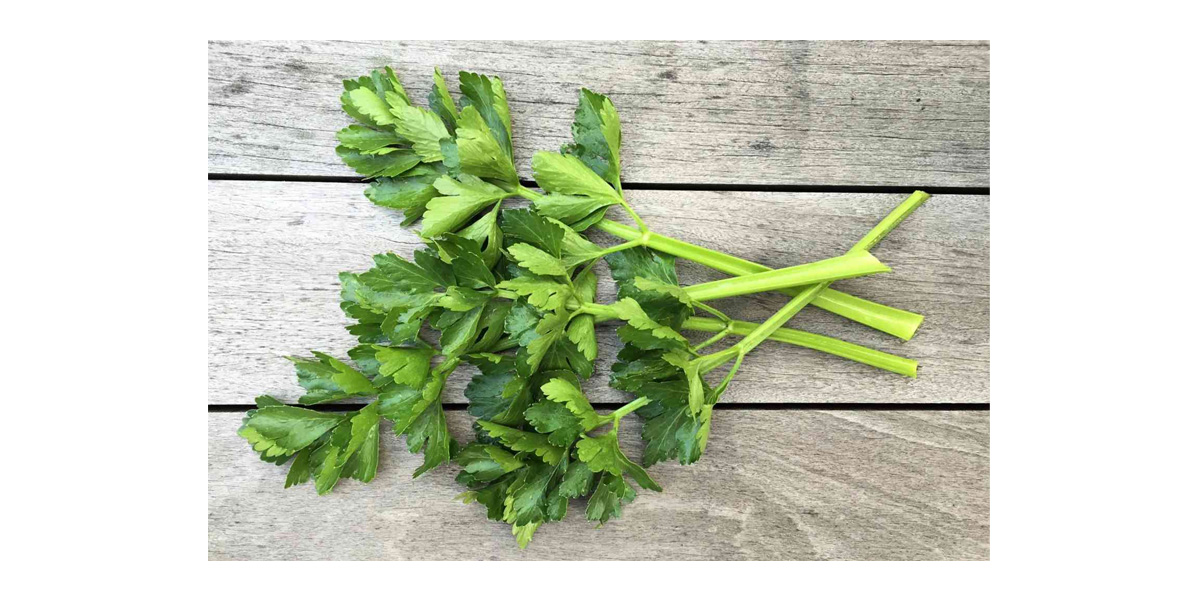 Natural Apigenin source - Celery