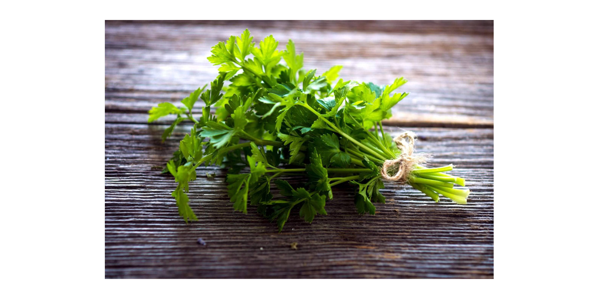 Natural Apigenin source - Parsley