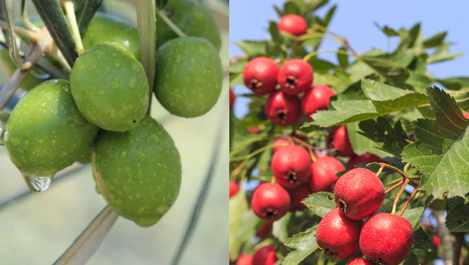 olive tree fruits and hawthorn.jpg
