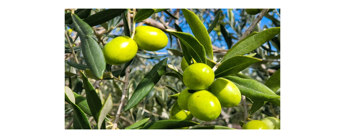 olive tree fruits