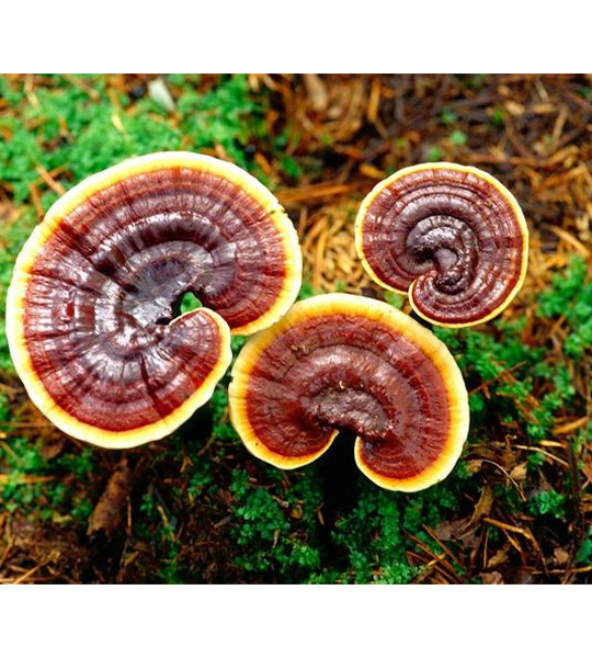 plant Reishi mushroom