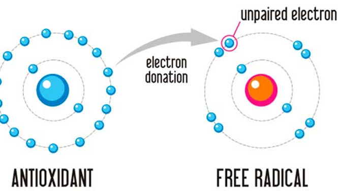Polydatin exhibit potent antioxidant effects.jpg