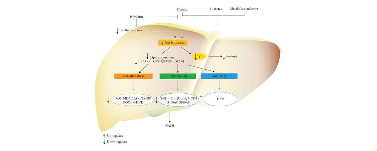 Polydatin  Reduce liver oxidative damage, support liver function, and prevent liver fibrosis