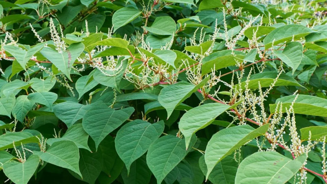 Polygonum cuspidatum.jpg