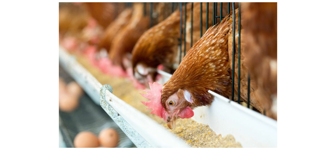 Quercetin extract powder can enhance livestock and poultry's immunity