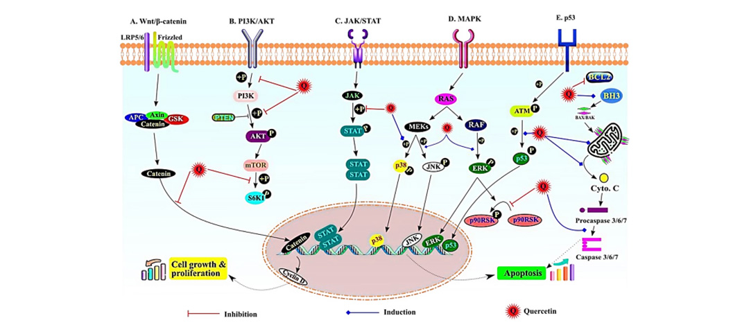 Quercetin extract powder can inhibit the growth and spread of cancer cells