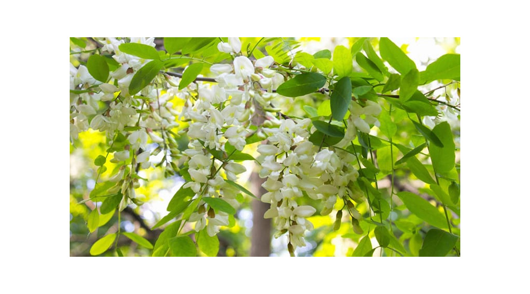 quercetin is extracted in locust flowers