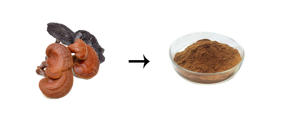 red and black reishi mushroom extract powder
