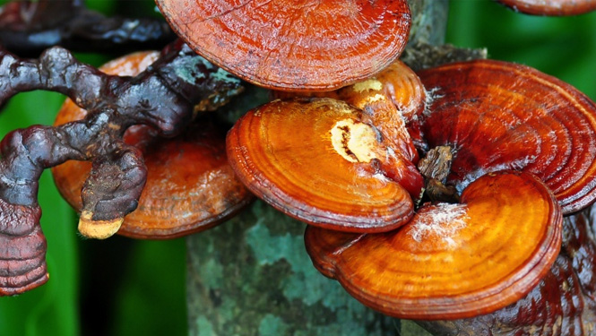 What are the benefits of reishi mushroom for the skin