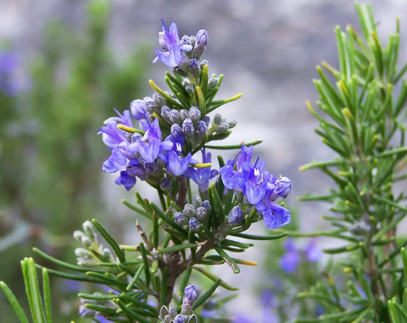 rosemary.jpg