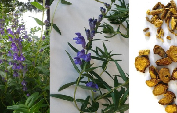 Scutellaria baicalensis.jpg
