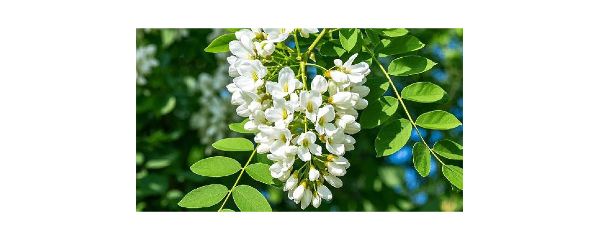 Sophora Japonica