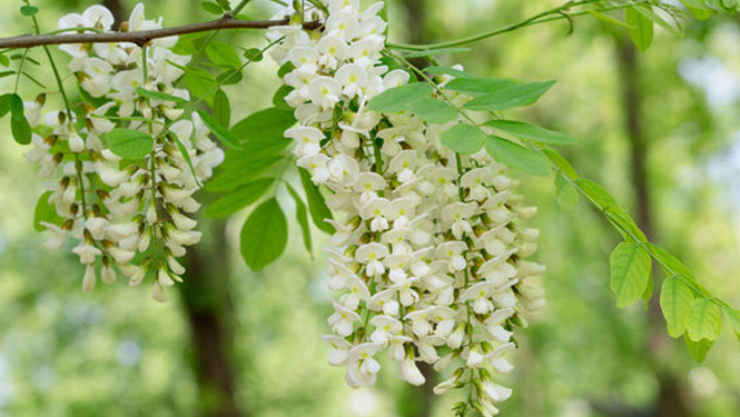 Sophora Japonica.jpg