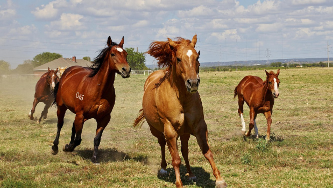 What Can Gamma Oryzanol Do for Your Horse