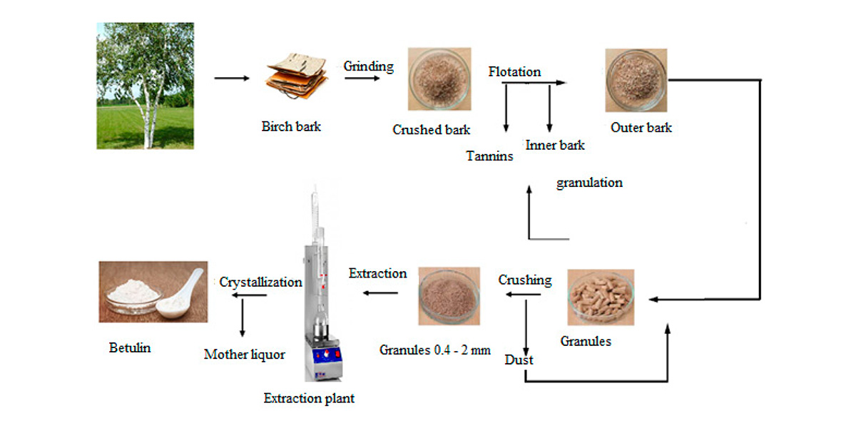 The extraction process of betulin