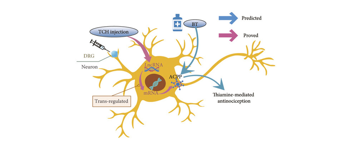 Troxerutin Improves brain ischemia and hypoxia