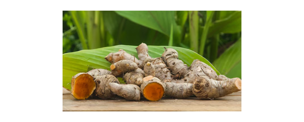 curcuma longa root