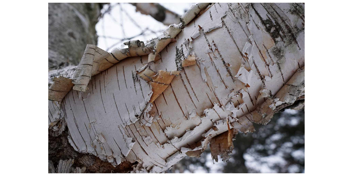 White birch bark