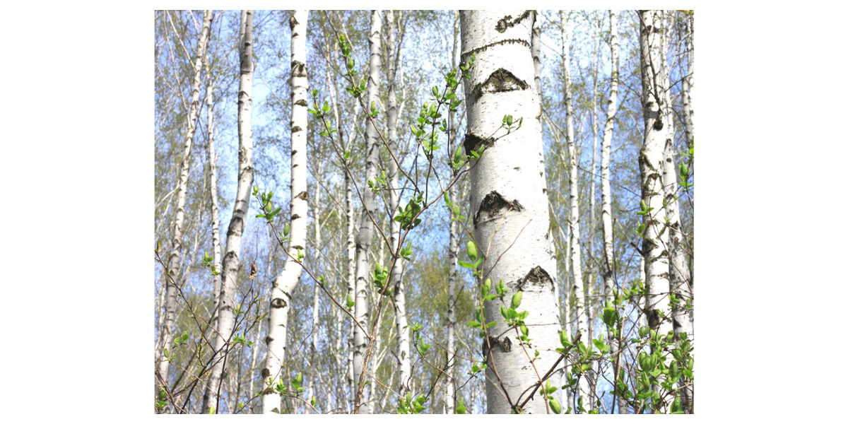 White birch