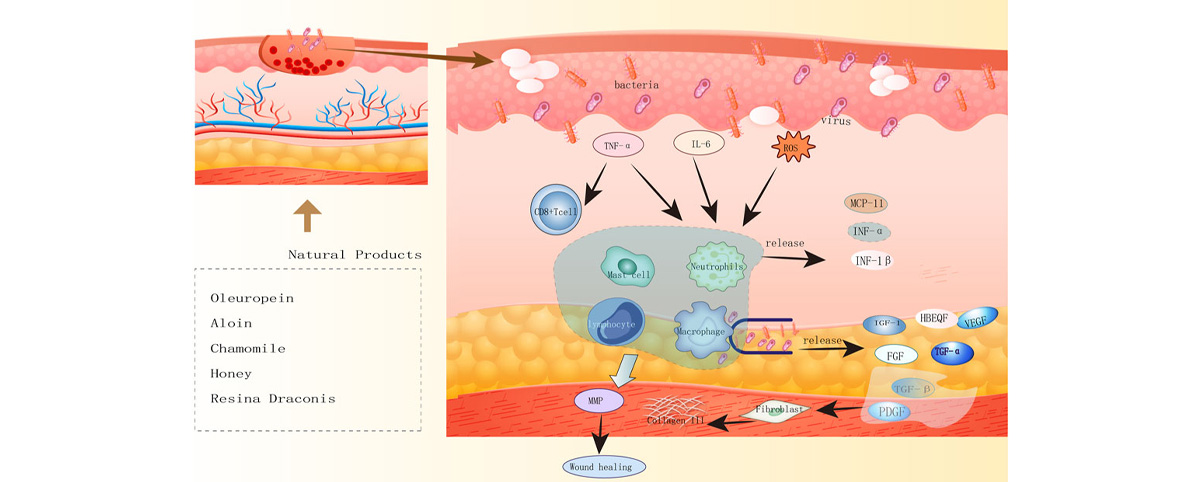 Aloin promotes wound healing and skin repair by stimulating collagen synthesis and reducing inflammation