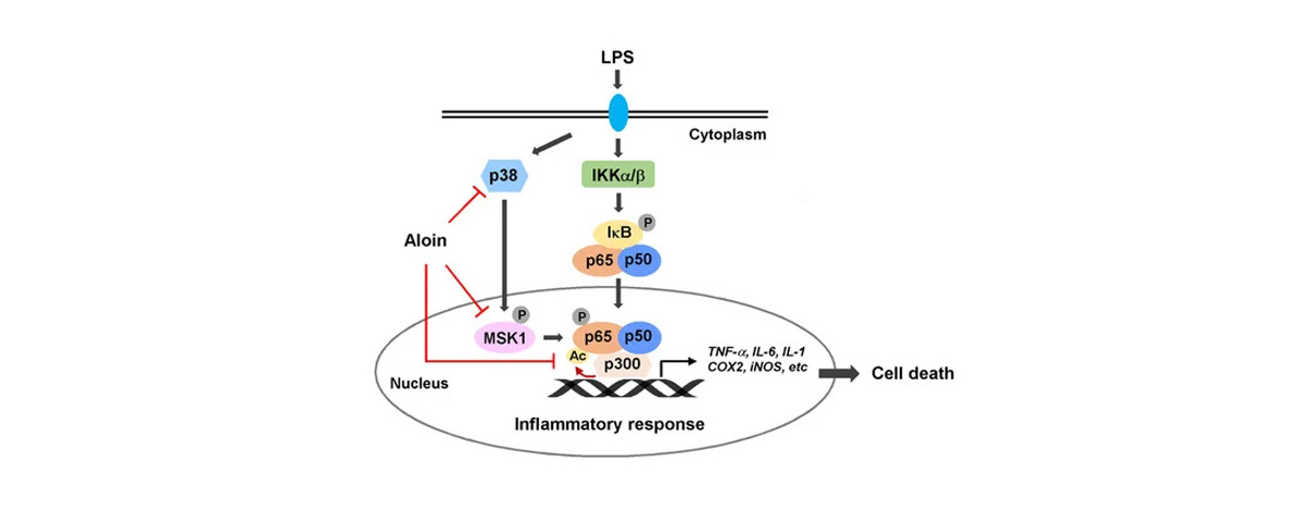 Aloin reduces inflammation by inhibiting the production of pro-inflammatory cytokines