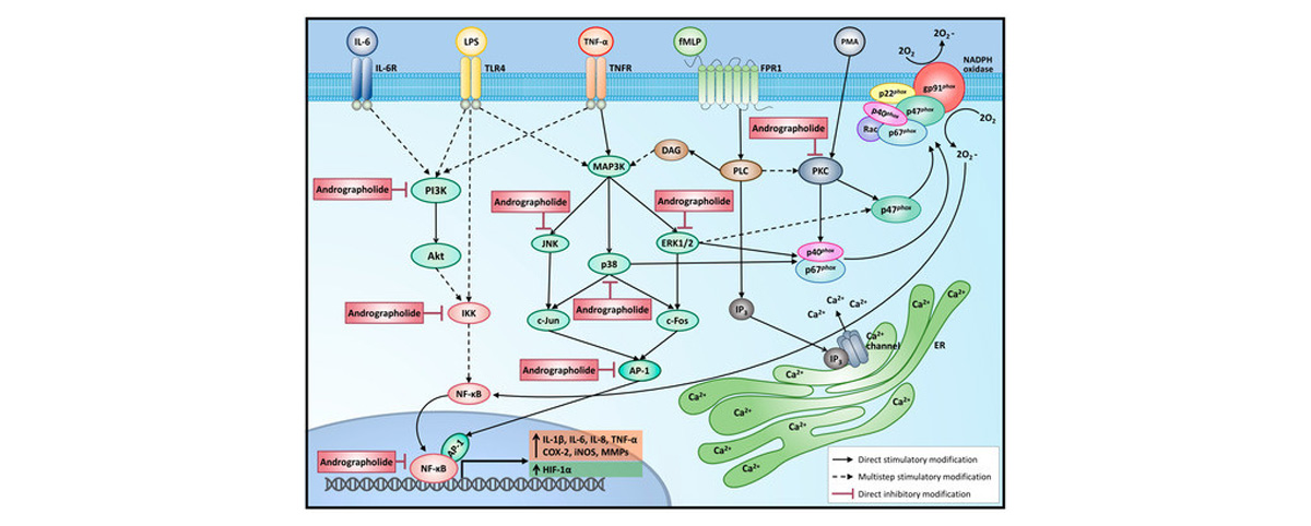 Andrographolide can inhibit the release of inflammatory mediators