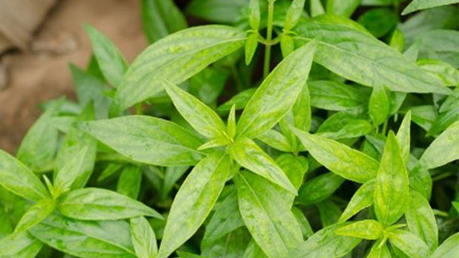 Andrographolide is mainly extracted from the leaves and stems of Andrographis paniculata.jpg