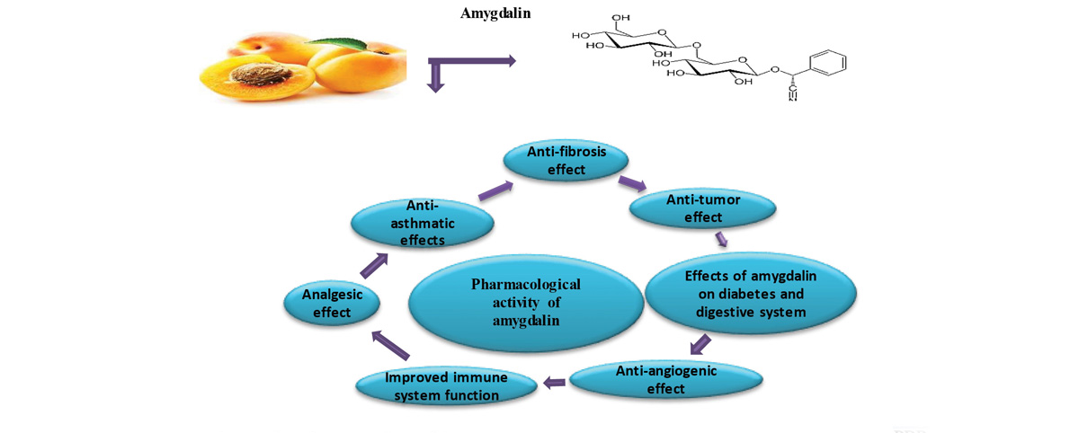 Application of amygdalin in pharmacology