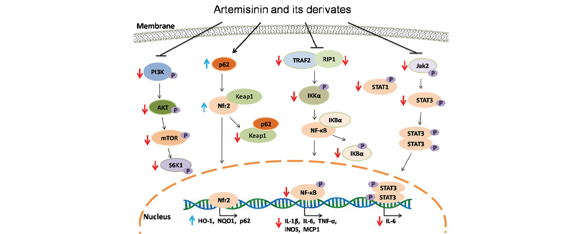 Artemisinin can regulate immune system function