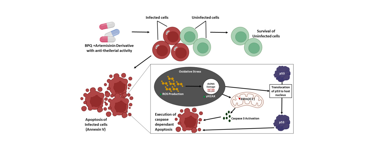 Artemisinin exhibits certain antioxidant capabilities, enabling it to scavenge free radicals