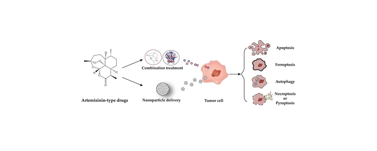 artemisinin exhibits selective toxicity toward certain cancer cells
