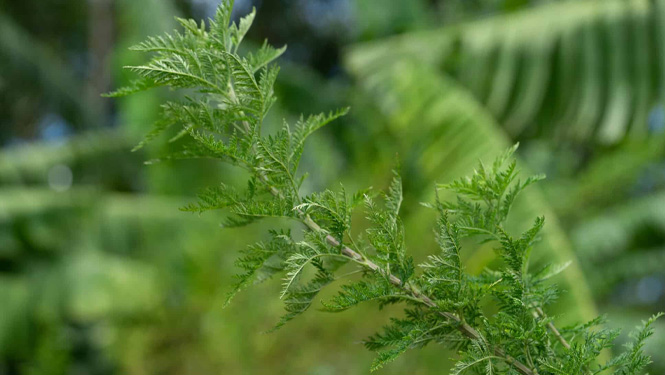 Artemisinin is a sesquiterpene lactone compound mainly extracted from the Asteraceae plant Artemisia annua.jpg
