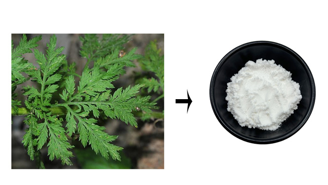 artemisinin powder.jpg