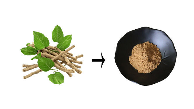 ashwagandha extract withanolides powder.jpg
