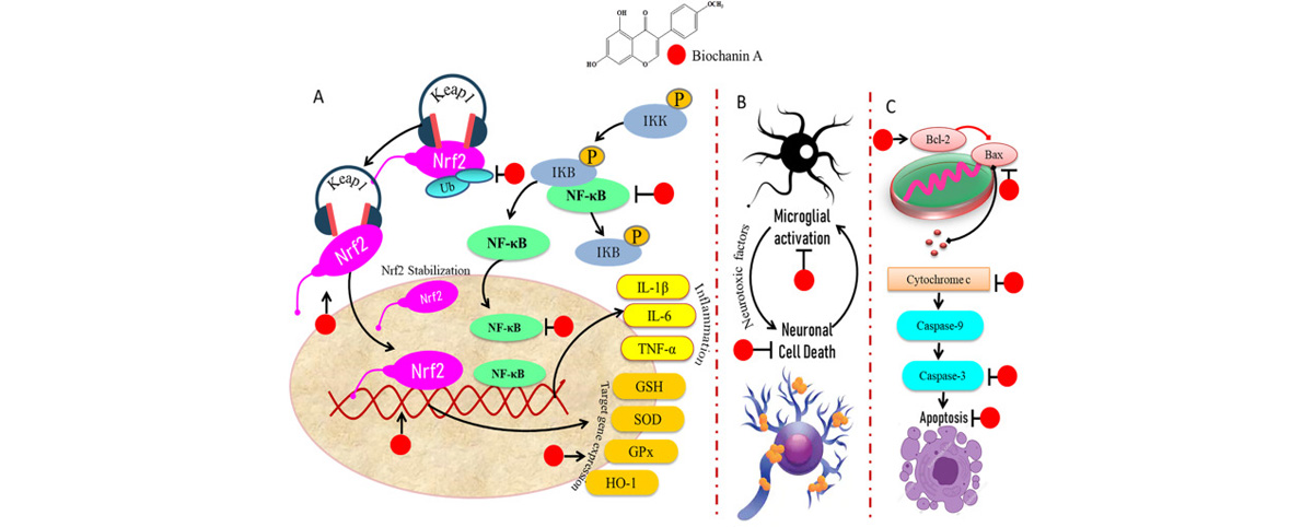 Biochanin A can suppress the release of inflammatory mediators