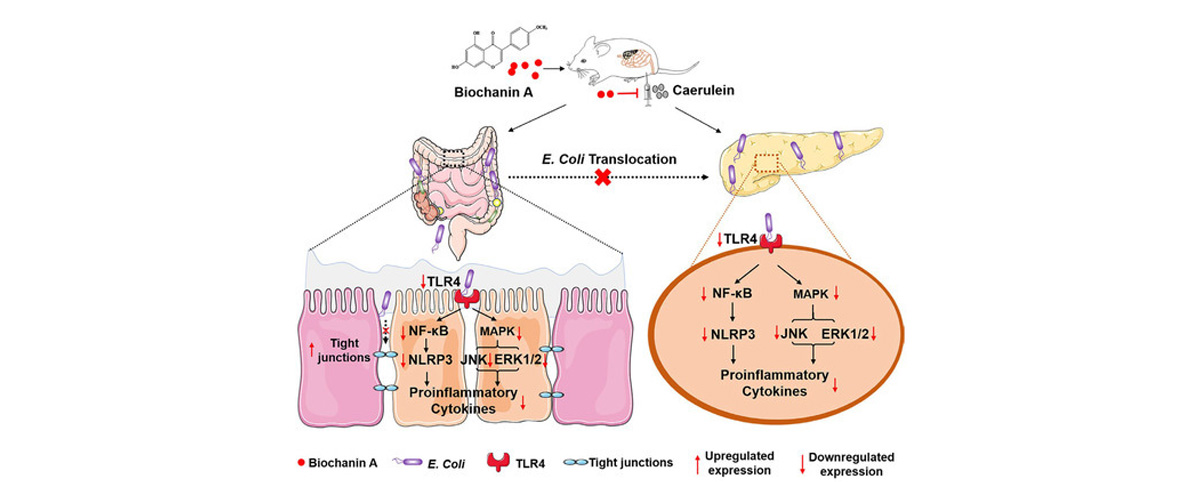Biochanin A exhibits inhibitory effects against certain bacteria and fungi