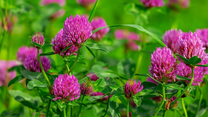 Biochanin A is a compound extracted from red clover.jpg