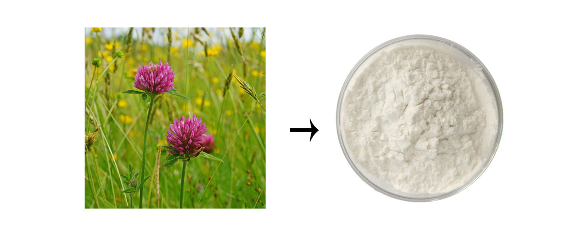 Biochanin A powder