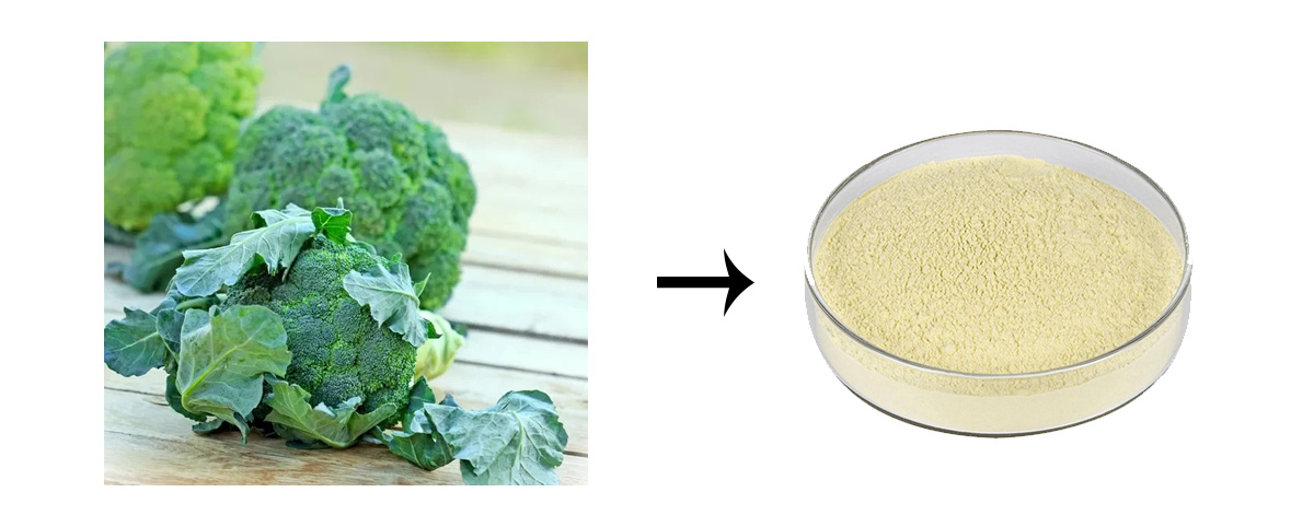 Broccoli sprout seed extract glucoraphanin and sulforaphane powder