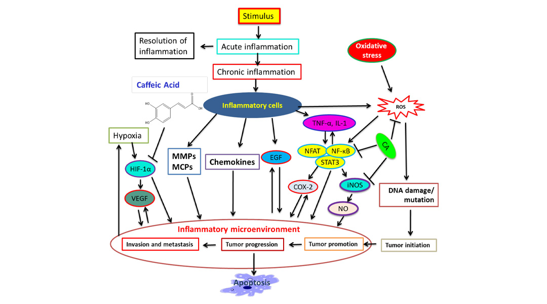 Caffeic inhibits the release of inflammatory mediators