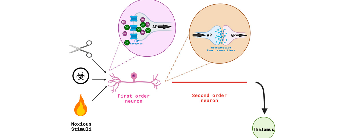 Capsaicin is a well-known analgesic that works by depleting substance P, a neurotransmitter involved in pain signaling